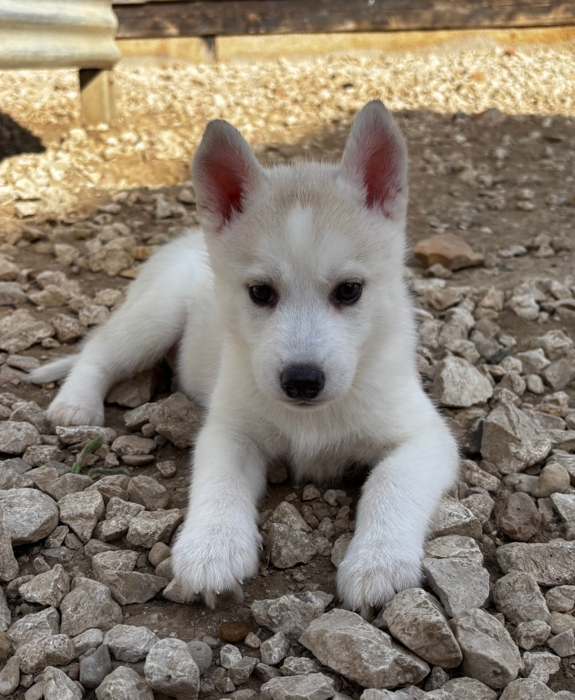 du Domaine D'Eily - Chiots disponibles - Siberian Husky