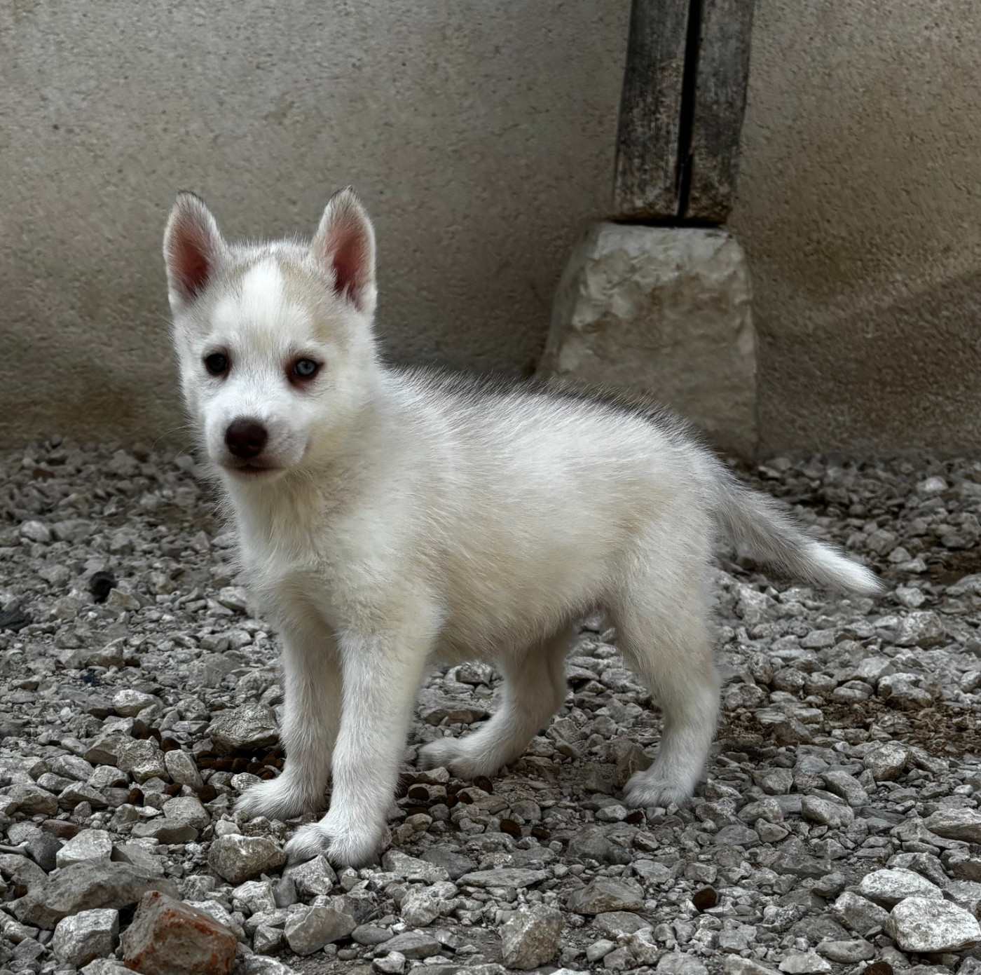 du Domaine D'Eily - Chiots disponibles - Siberian Husky