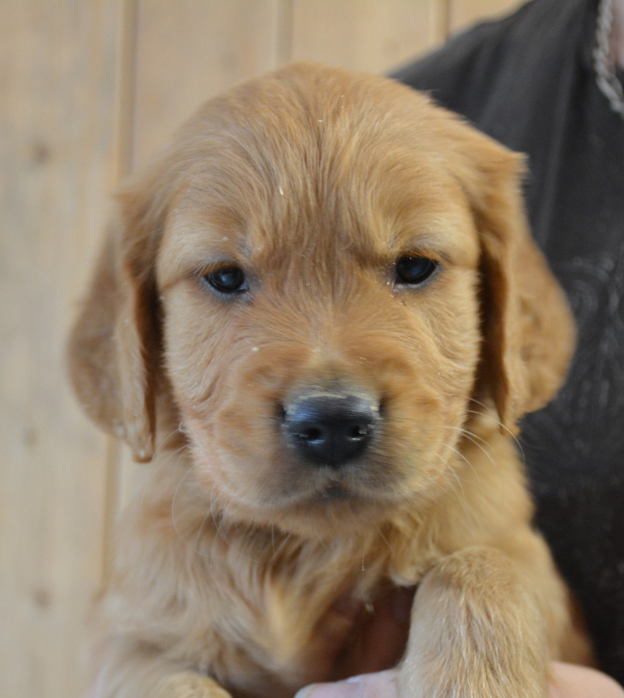du Domaine D'Eily - Chiots disponibles - Golden Retriever