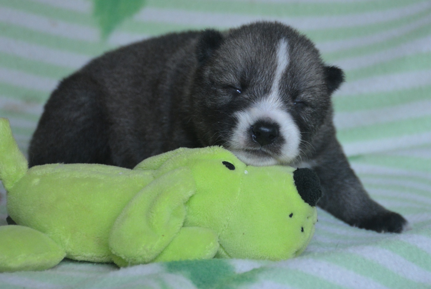 du Domaine D'Eily - Chiots disponibles - Siberian Husky