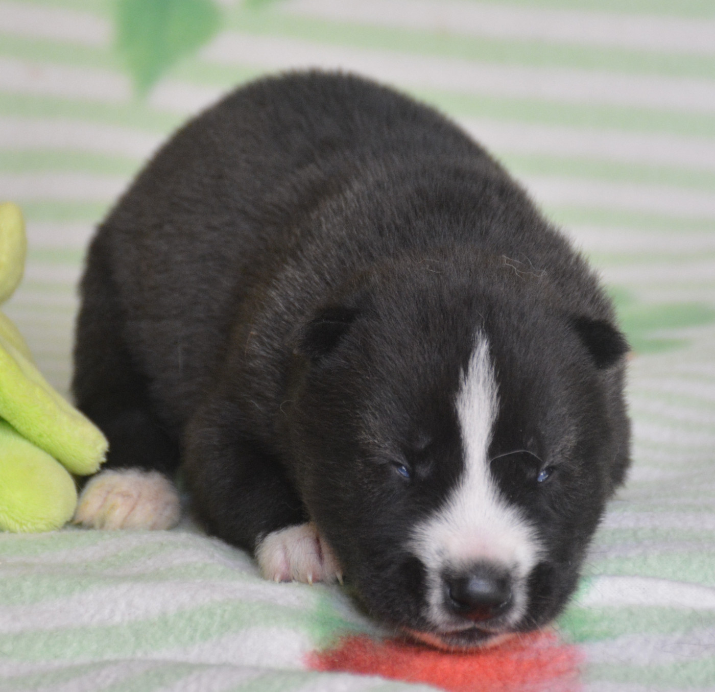 du Domaine D'Eily - Chiots disponibles - Siberian Husky