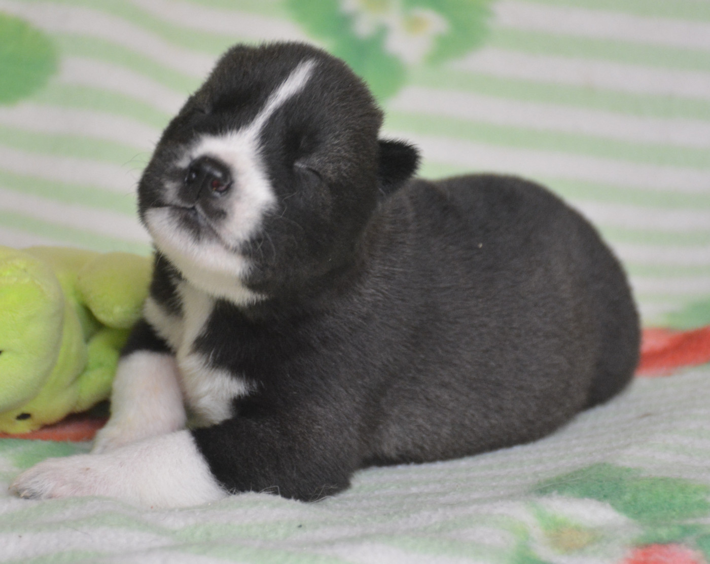 du Domaine D'Eily - Chiots disponibles - Siberian Husky