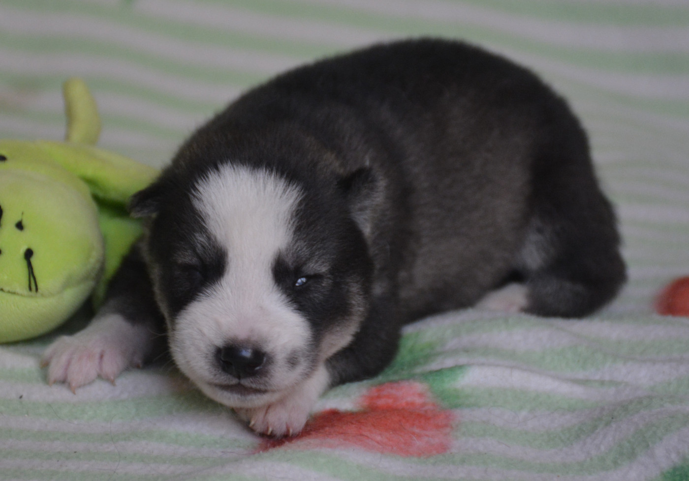 du Domaine D'Eily - Chiots disponibles - Siberian Husky