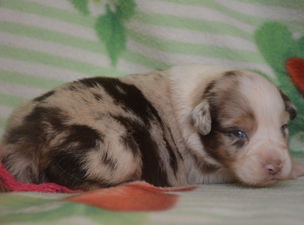 du Domaine D'Eily - Chiots disponibles - Berger Australien