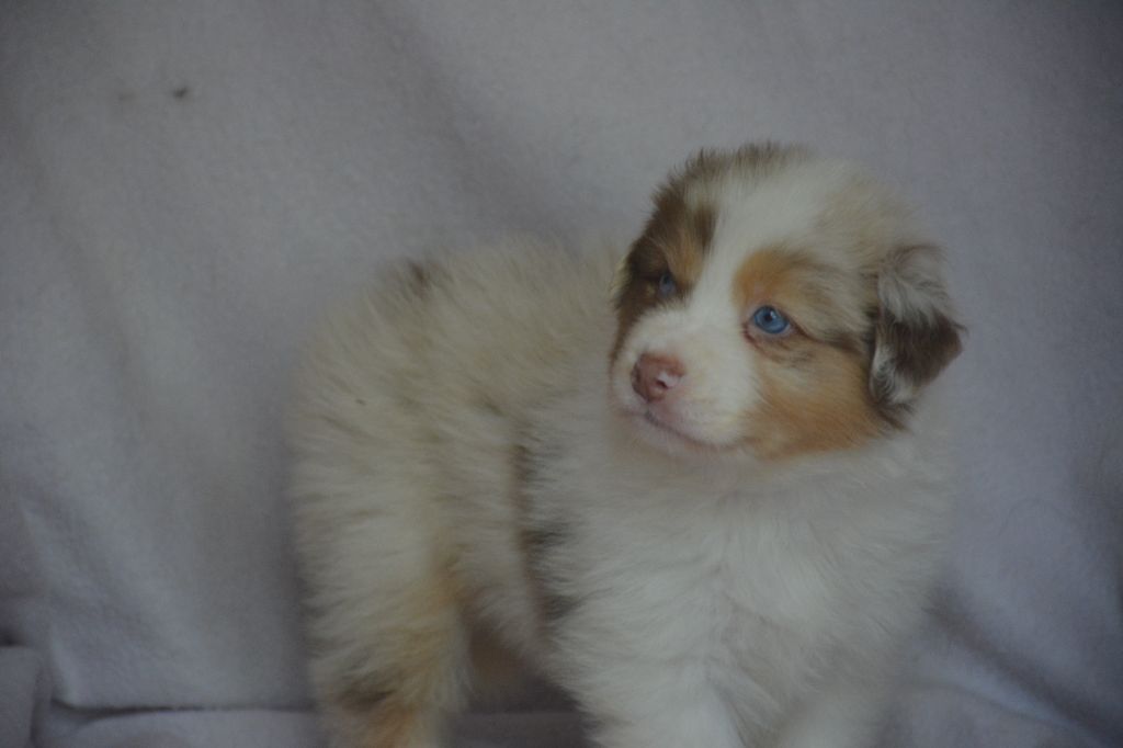 du Domaine D'Eily - Chiots disponibles - Berger Australien