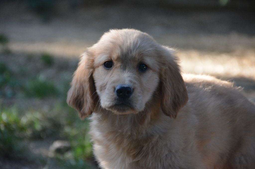 du Domaine D'Eily - Chiots disponibles - Golden Retriever