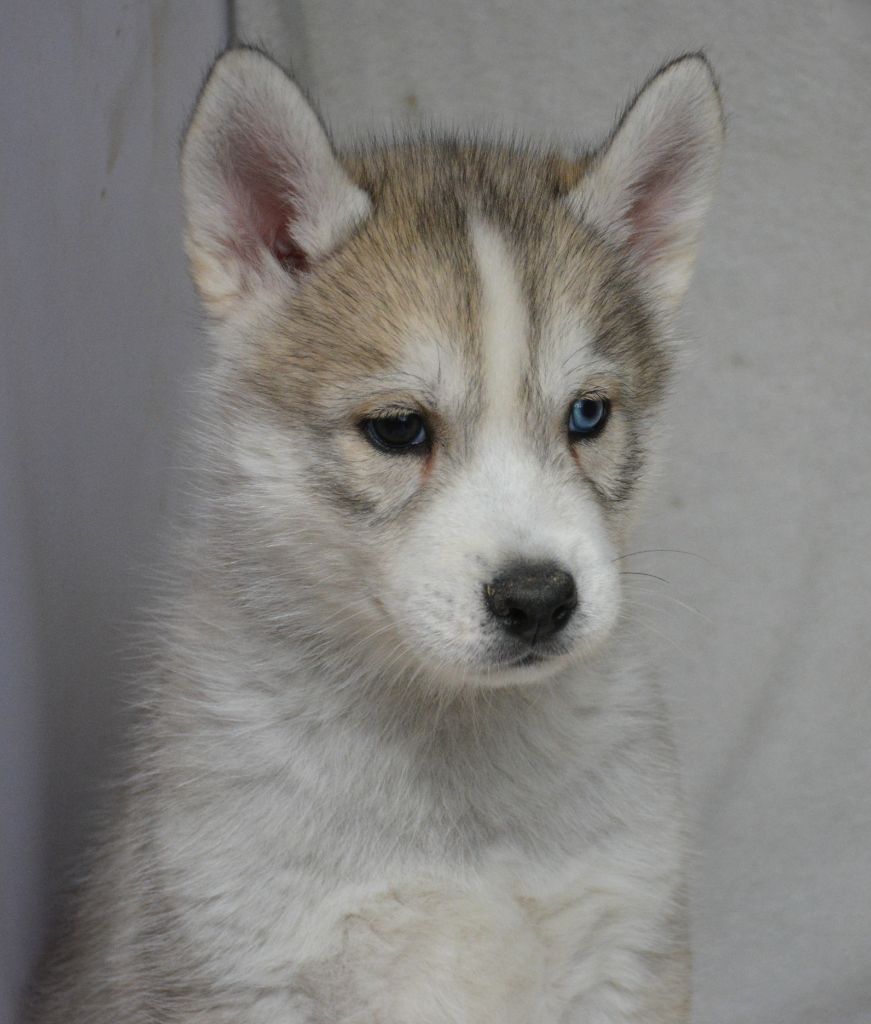 du Domaine D'Eily - Chiots disponibles - Siberian Husky