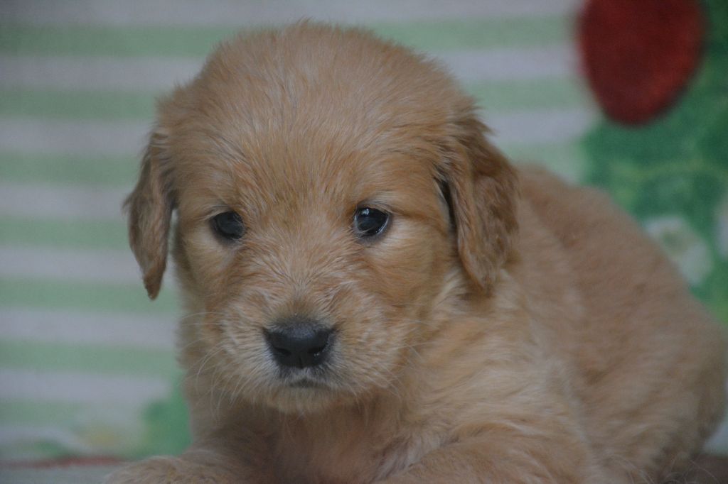 du Domaine D'Eily - Chiots disponibles - Golden Retriever