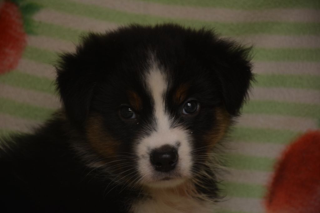 du Domaine D'Eily - Chiots disponibles - Berger Australien