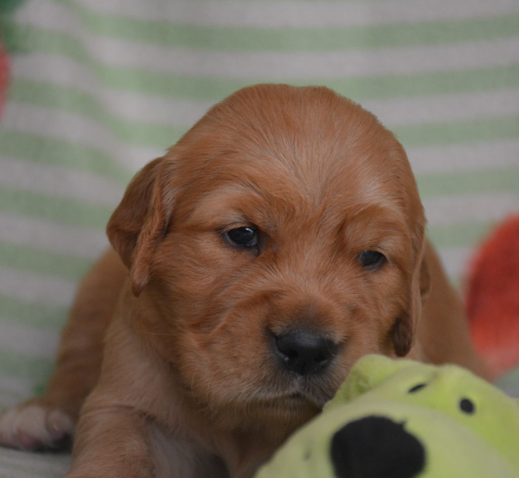 du Domaine D'Eily - Chiots disponibles - Golden Retriever