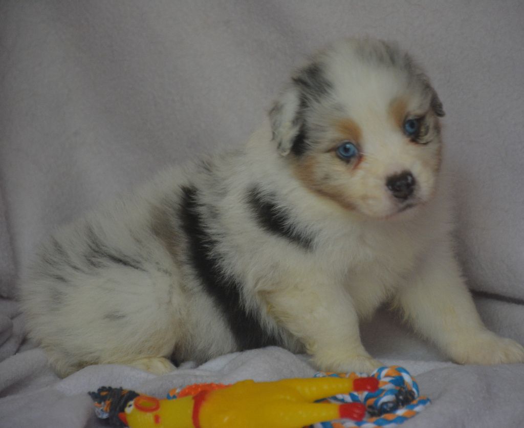 du Domaine D'Eily - Chiots disponibles - Berger Australien