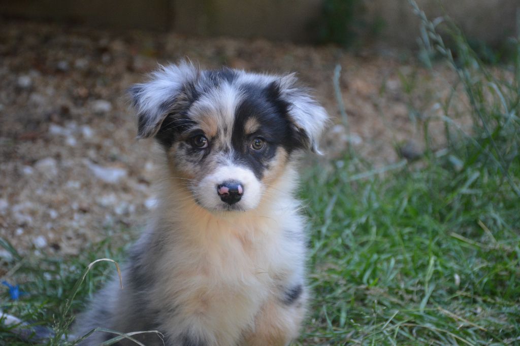 du Domaine D'Eily - Chiots disponibles - Berger Australien