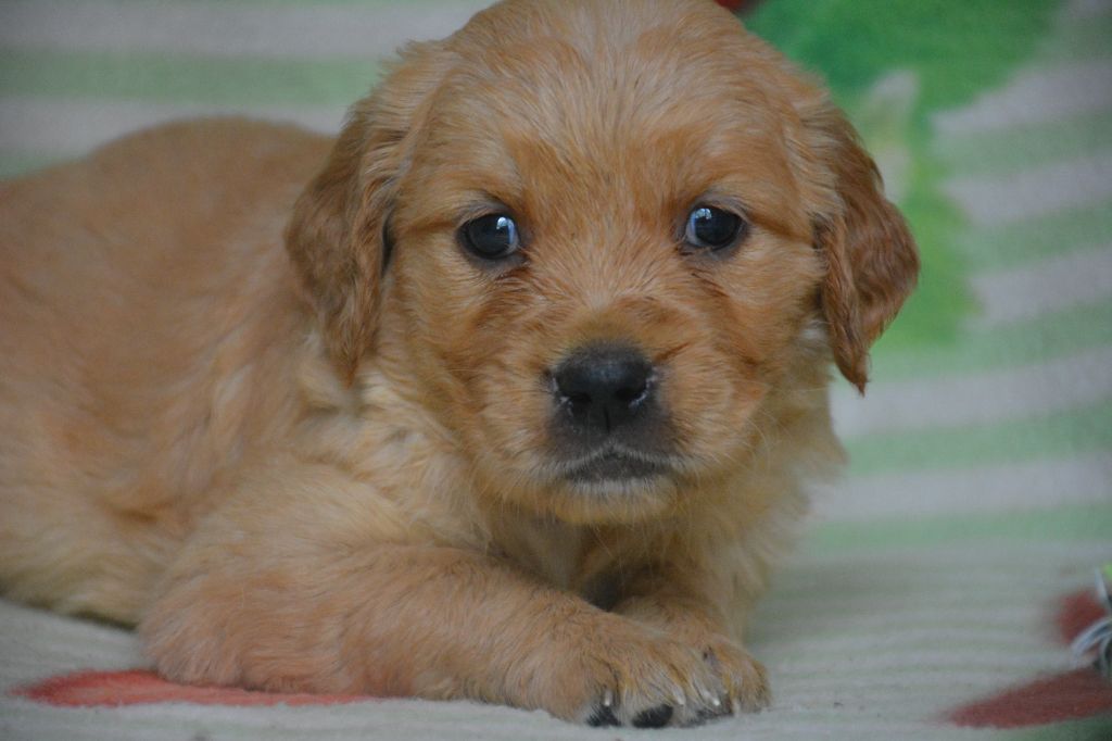 du Domaine D'Eily - Chiots disponibles - Golden Retriever