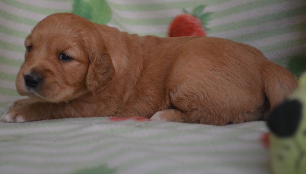 du Domaine D'Eily - Chiots disponibles - Golden Retriever