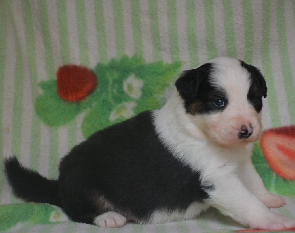 du Domaine D'Eily - Chiots disponibles - Berger Australien