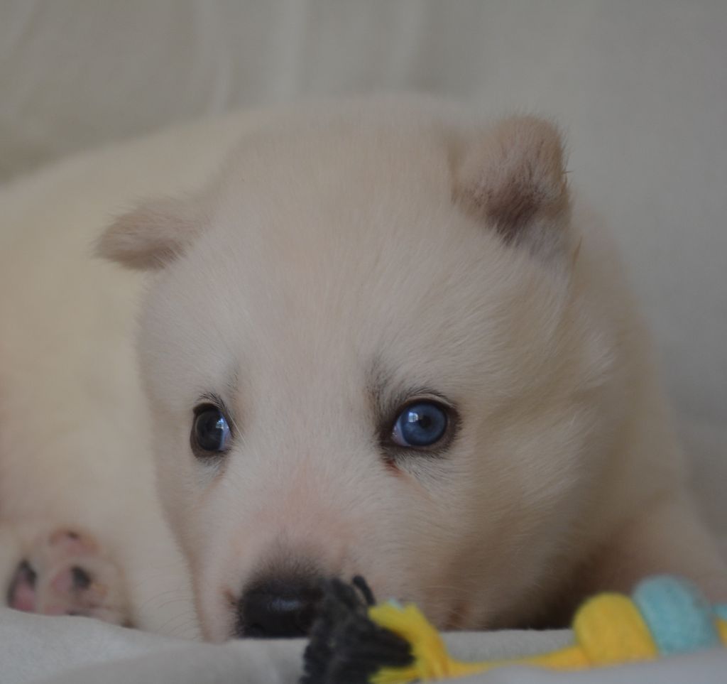 du Domaine D'Eily - Chiots disponibles - Siberian Husky