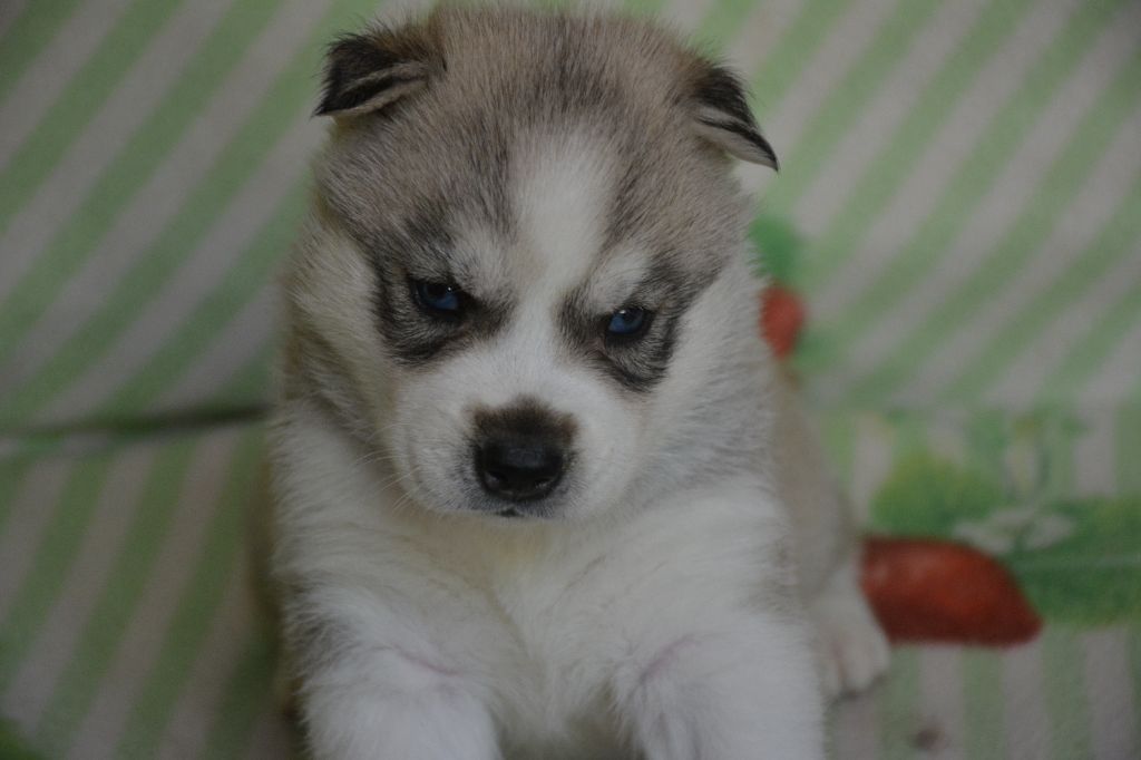 du Domaine D'Eily - Chiots disponibles - Siberian Husky