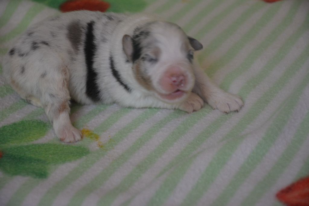 du Domaine D'Eily - Chiots disponibles - Berger Australien
