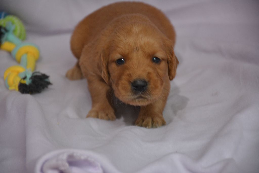 du Domaine D'Eily - Chiots disponibles - Golden Retriever