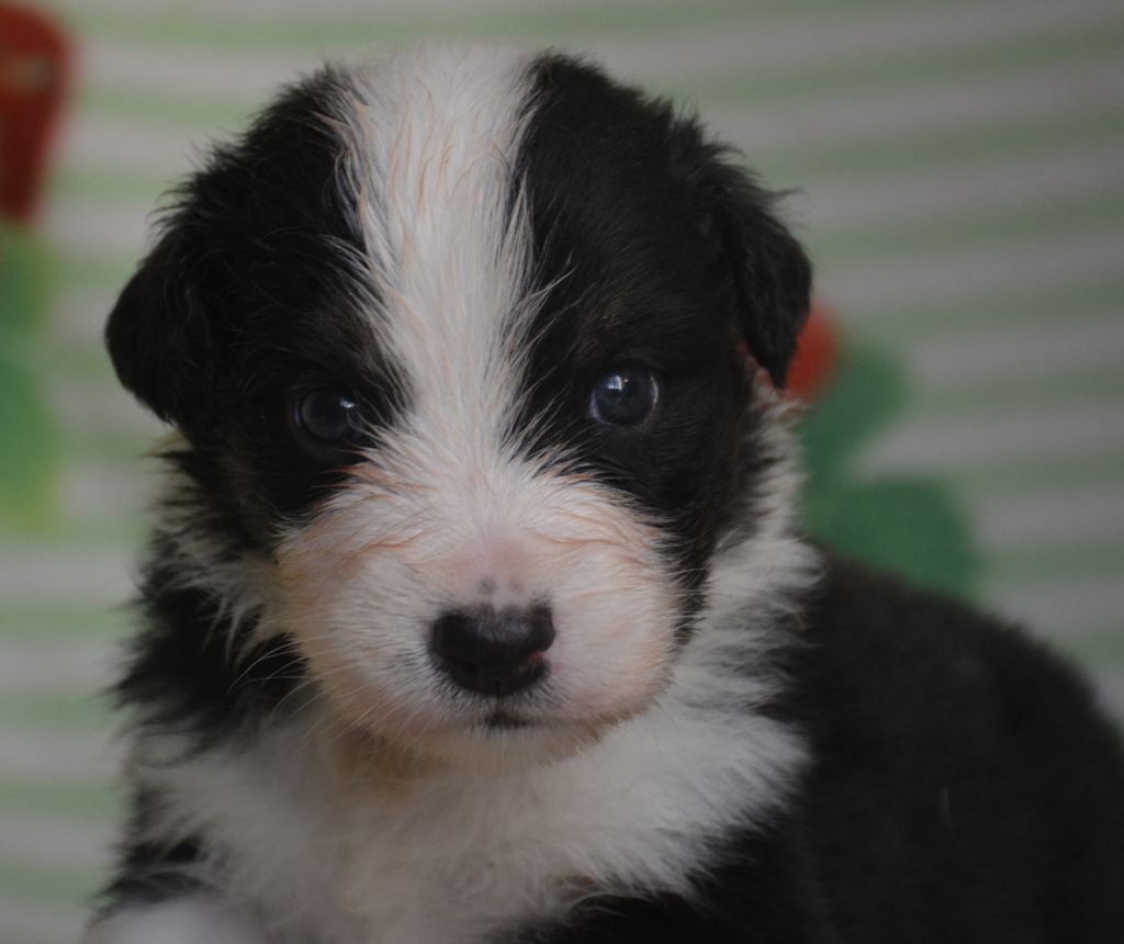 du Domaine D'Eily - Chiots disponibles - Berger Australien