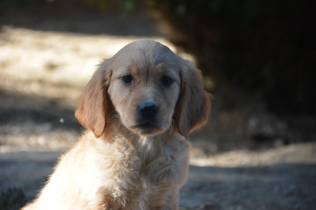 du Domaine D'Eily - Chiots disponibles - Golden Retriever