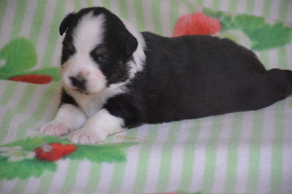 du Domaine D'Eily - Chiots disponibles - Berger Australien