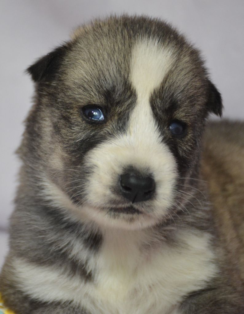 du Domaine D'Eily - Chiots disponibles - Siberian Husky