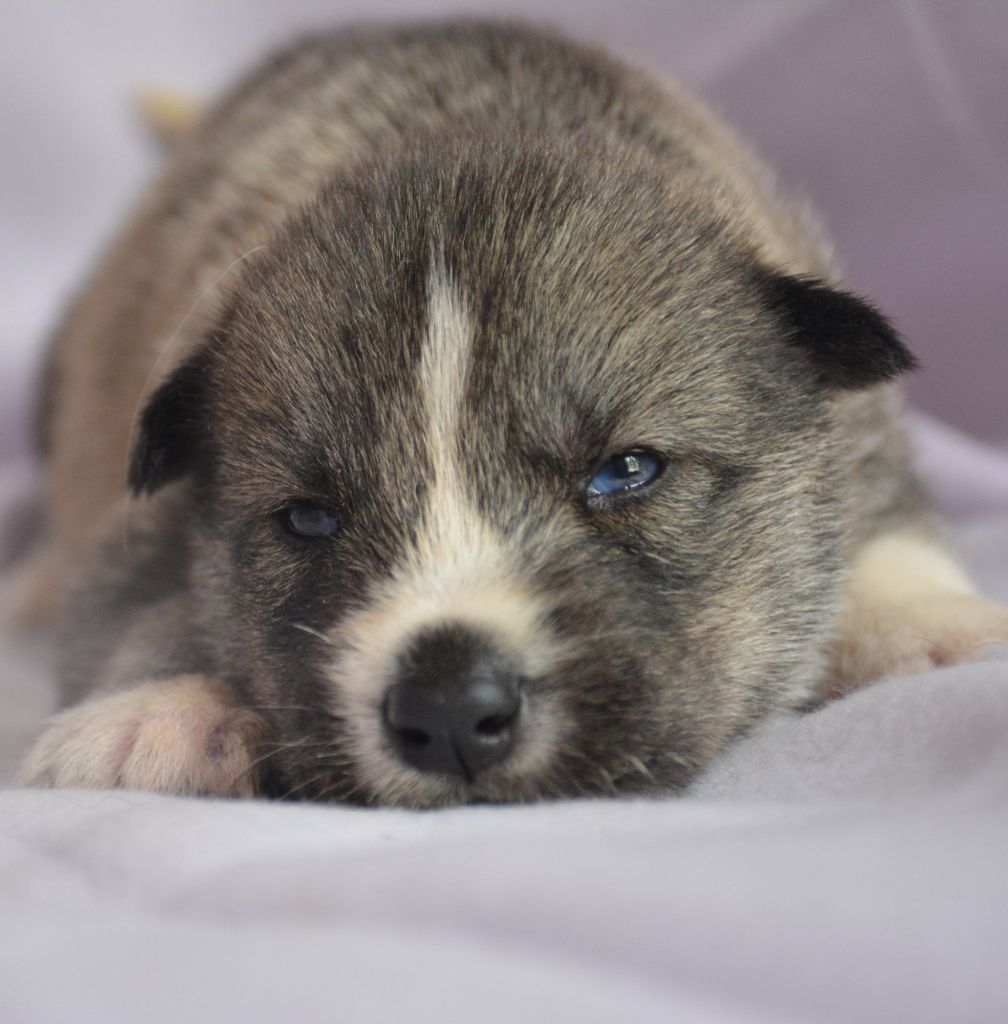 du Domaine D'Eily - Chiots disponibles - Siberian Husky