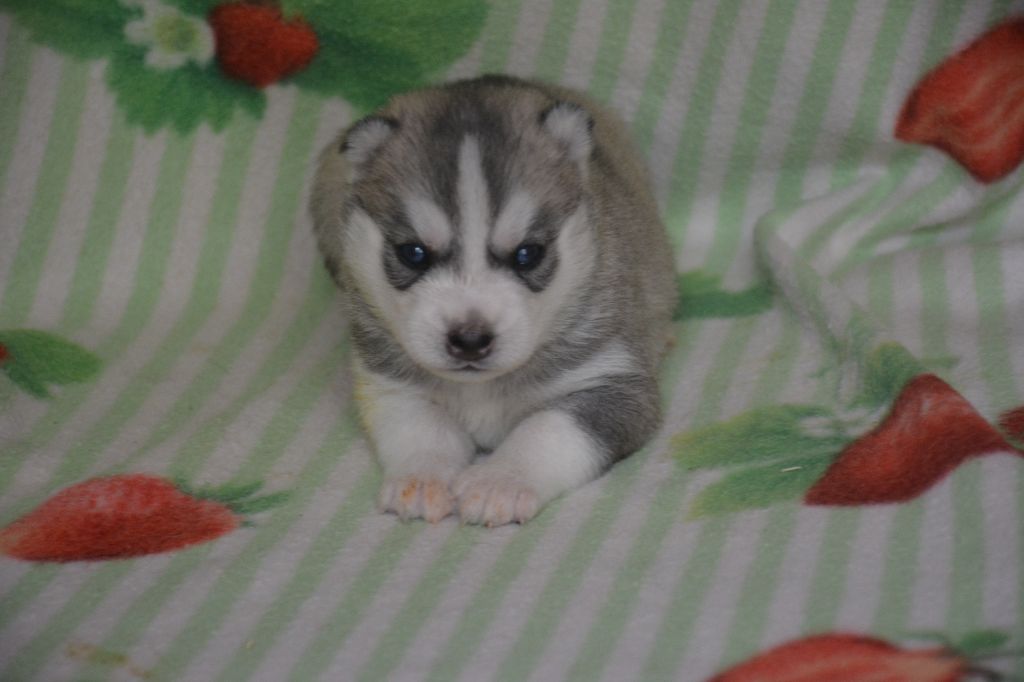 du Domaine D'Eily - Chiots disponibles - Siberian Husky
