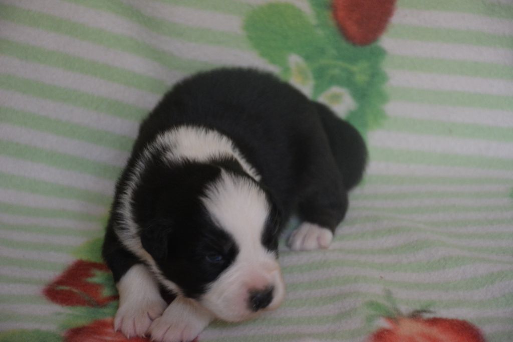 du Domaine D'Eily - Chiots disponibles - Berger Australien
