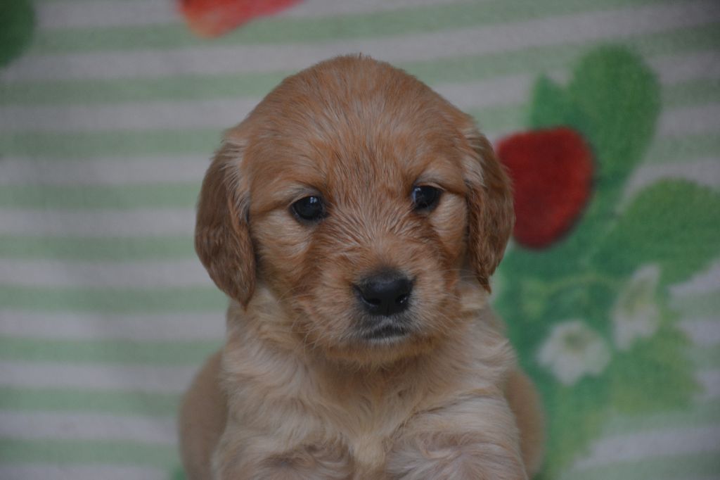 du Domaine D'Eily - Chiots disponibles - Golden Retriever