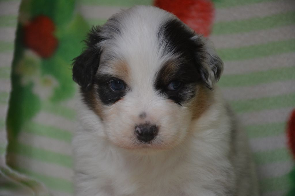 du Domaine D'Eily - Chiots disponibles - Berger Australien