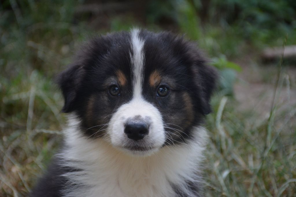 du Domaine D'Eily - Chiots disponibles - Berger Australien