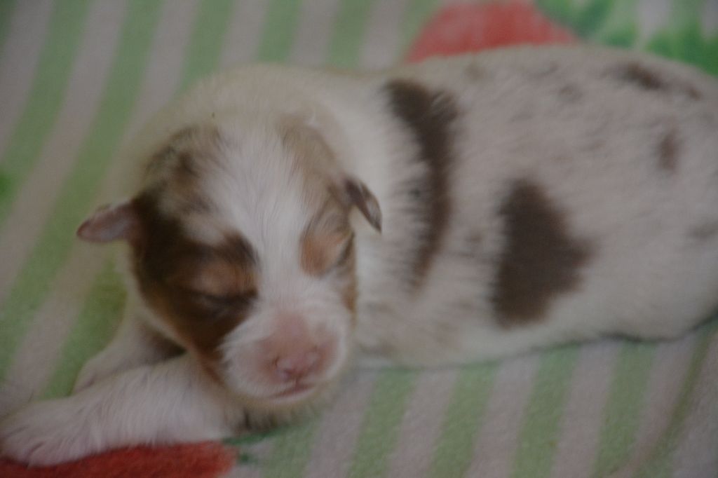 du Domaine D'Eily - Chiots disponibles - Berger Australien
