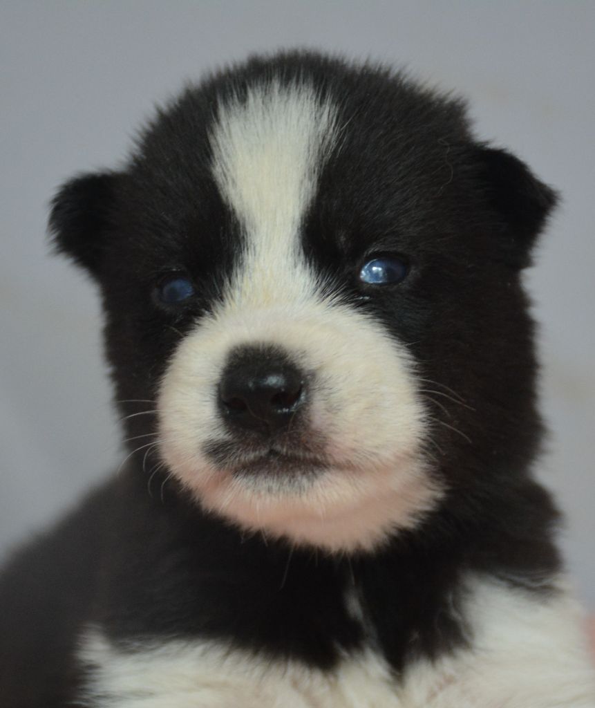 du Domaine D'Eily - Chiots disponibles - Siberian Husky