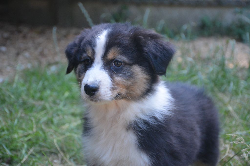 du Domaine D'Eily - Chiots disponibles - Berger Australien