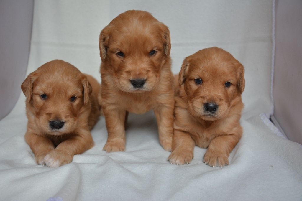 Chiot Golden Retriever du Domaine D'Eily