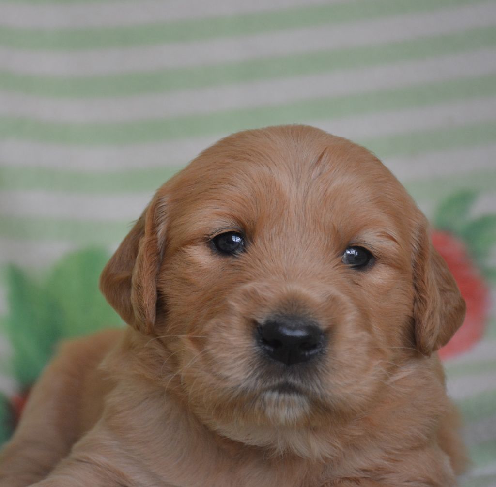 du Domaine D'Eily - Chiots disponibles - Golden Retriever