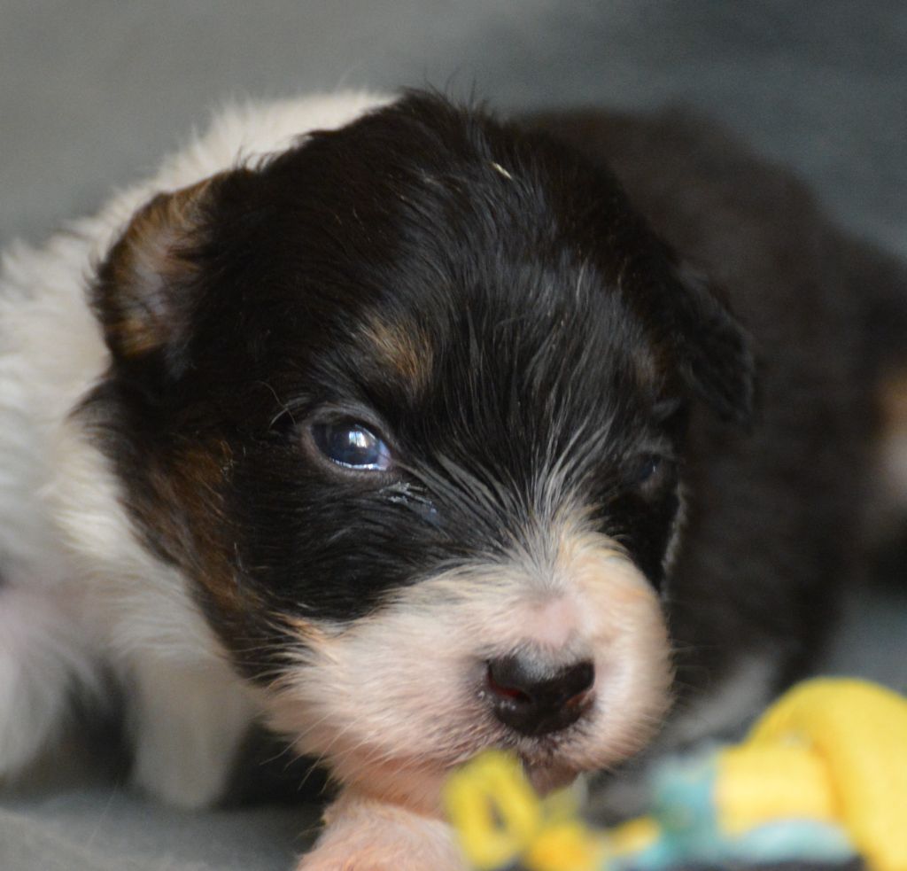 du Domaine D'Eily - Chiots disponibles - Berger Australien