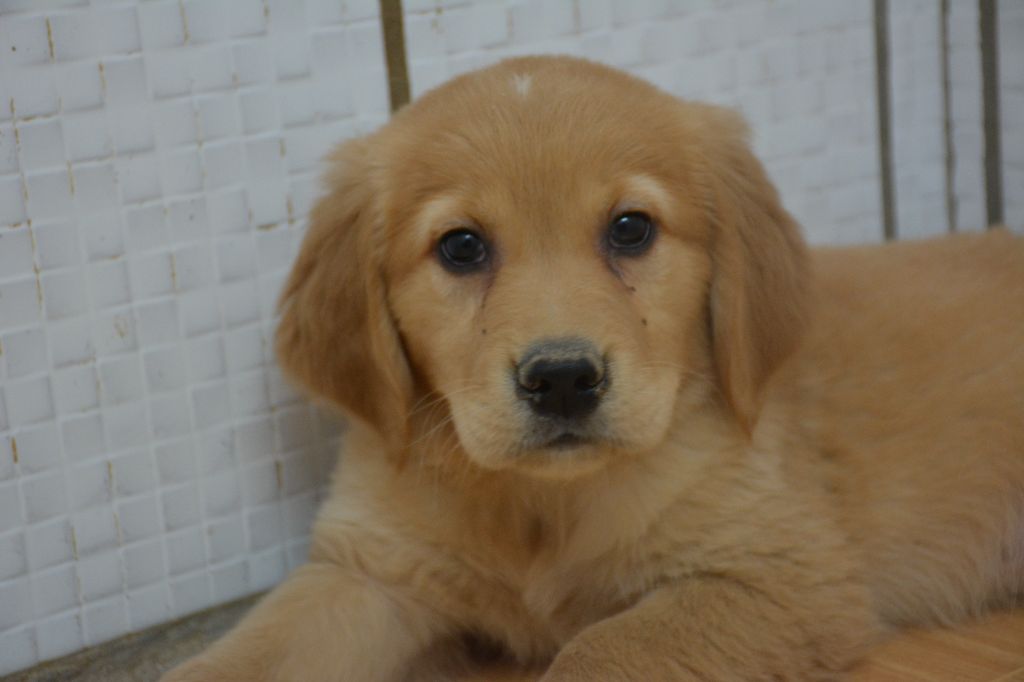 du Domaine D'Eily - Chiots disponibles - Golden Retriever
