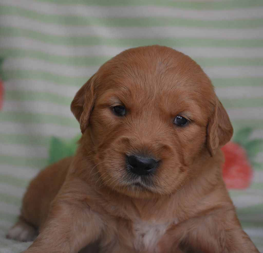 du Domaine D'Eily - Chiots disponibles - Golden Retriever
