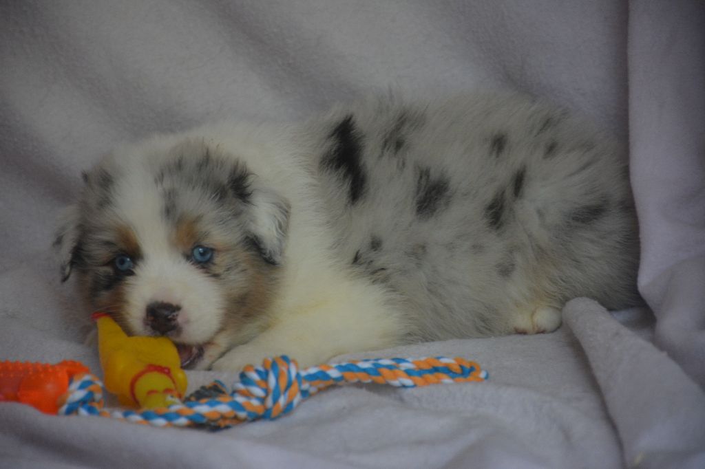 du Domaine D'Eily - Chiots disponibles - Berger Australien