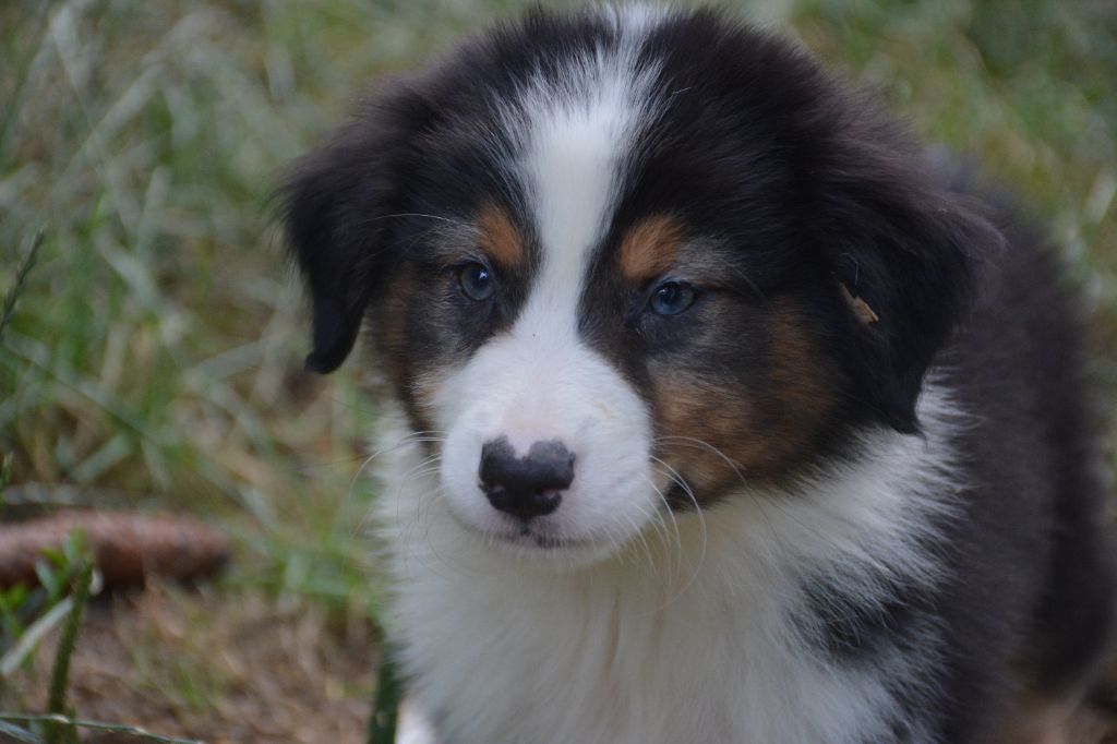 du Domaine D'Eily - Chiots disponibles - Berger Australien