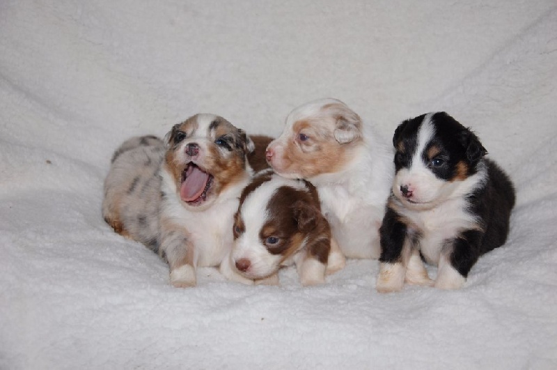 Chiot Berger Australien du Domaine D'Eily