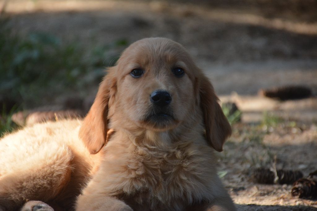 du Domaine D'Eily - Chiots disponibles - Golden Retriever