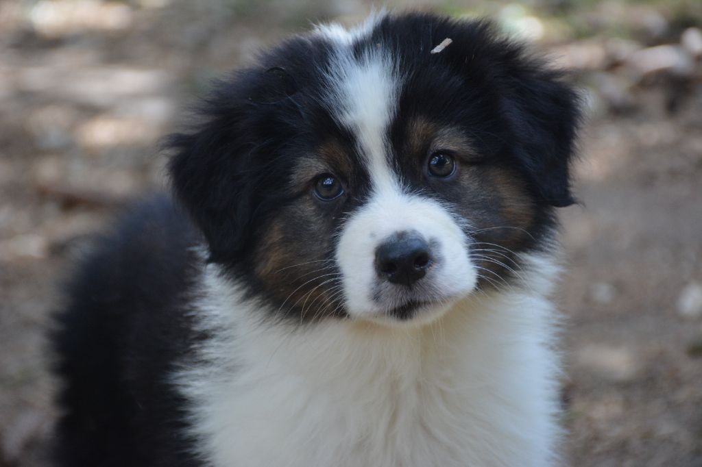 du Domaine D'Eily - Chiots disponibles - Berger Australien