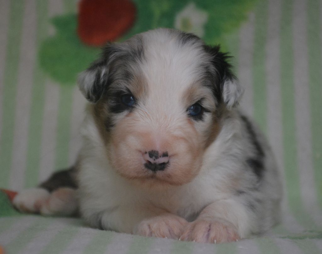 du Domaine D'Eily - Chiots disponibles - Berger Australien
