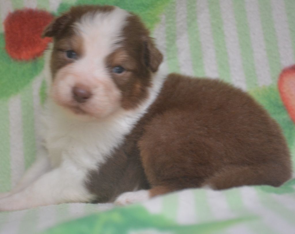 du Domaine D'Eily - Chiots disponibles - Berger Australien