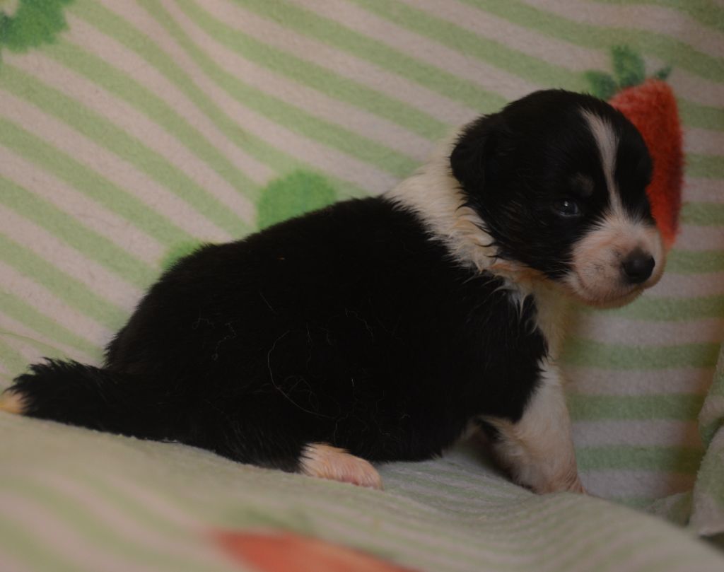 du Domaine D'Eily - Chiots disponibles - Berger Australien