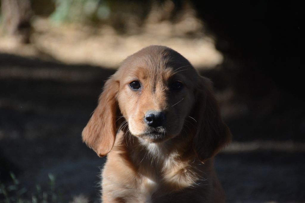 du Domaine D'Eily - Chiots disponibles - Golden Retriever